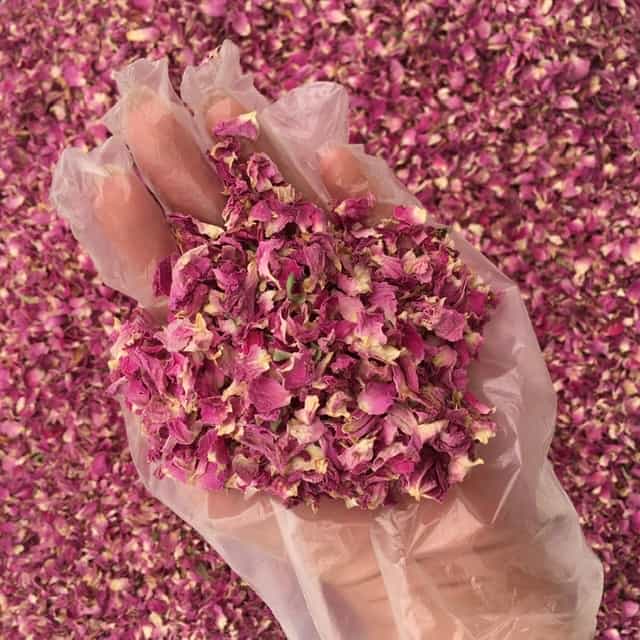 تصویر 3 از گل محمدی خشک شده با حفظ رایحه طبیعی و طراوت رنگی بالا